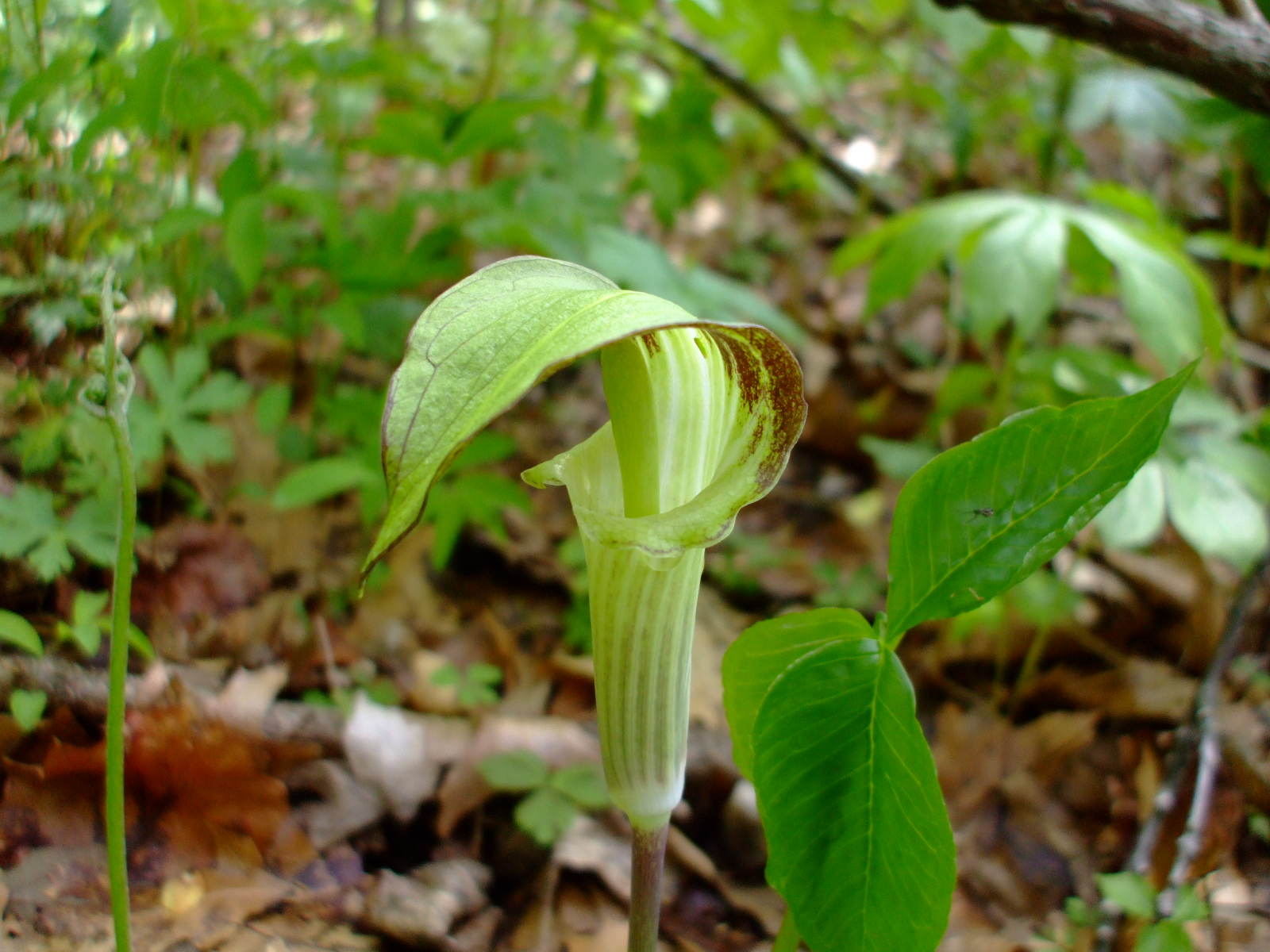 Arisaema triphyllum